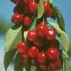 Vandalay Cherry 2 Vandalay Cherry -Garden Supplies Sales 2024 early burlat cherry 450x d5e01485 b31c 4738 a2e1 f8bc4a4db9b4