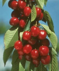 Vandalay Cherry
