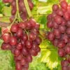 Einset Seedless Grape (Non Certified) 1 Einset Seedless Grape (Non Certified) -Garden Supplies Sales 2024 einset grape 1 648327ec 2c41 4396 a0ec 946aecfe0cb9