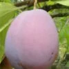 Ersinger European Plum