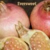 Eversweet Pomegranate -Garden Supplies Sales 2024 eversweet