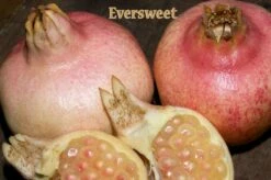 Eversweet Pomegranate