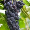 Faith Seedless Grape -Garden Supplies Sales 2024 faith grape