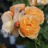 FLAVORETTE™ Honey-Apricot Rose -Garden Supplies Sales 2024 falvapri2