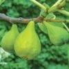 Lattarula Fig -Garden Supplies Sales 2024 fg201 EG figs varieties 5