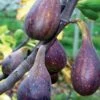 Nordland Fig -Garden Supplies Sales 2024 figs d353 nordland 1 1