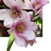 Michelia Doltsopa "Fairy Blush" -Garden Supplies Sales 2024 fmblush