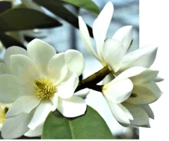 Michelia Doltsopa "Fairy White" -Garden Supplies Sales 2024 fmwhite