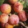 Combo Mirabelle Plum (4 Varieties) -Garden Supplies Sales 2024 geneva mirabelle 16ee4f44 111e 4792 8dee 26d67292e5fb 1