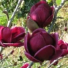 Genie Magnolia -Garden Supplies Sales 2024 genie