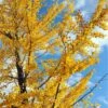 Male Ginkgo -Garden Supplies Sales 2024 ginkgo autumn gold 1