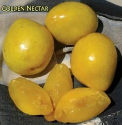 Golden Nectar Asian Plum