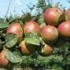 Combination Cider Apple Tree (3 Varieties)