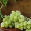 Gratitude Seedless Grape -Garden Supplies Sales 2024 gratitude grape