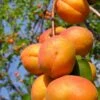 Harglow Apricot -Garden Supplies Sales 2024 harglow apricot