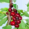 Hartland Cherry -Garden Supplies Sales 2024 hartland cherry 1