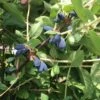 Blue Mist™ Honeyberry 1 Blue Mist™ Honeyberry -Garden Supplies Sales 2024 honeyberries2