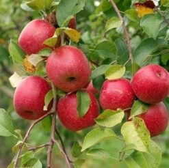 Akane And Honeycrisp Mini Orchard Bundle (3 Trees)