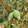 Ramsey Guava -Garden Supplies Sales 2024 how to grow pineapple guava feijoa feature 24034da0 14c5 469f a6d0 4e2c550b3709