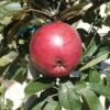 Arkansas Black Apple 2 Arkansas Black Apple -Garden Supplies Sales 2024 httpraintreenursery.netpa088d arkansas black apple 02