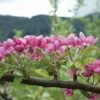 Pink Pearl Apple -Garden Supplies Sales 2024 httpraintreenursery.netpa575spinkpearlblossoms