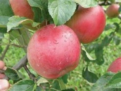 Wolf River Apple -Garden Supplies Sales 2024 httpraintreenursery.netpa720s wolfriver1 cc2662c6 b61b 4ab0 b8a8 42e171eb72fb
