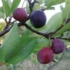 Premier Beach Plum -Garden Supplies Sales 2024 httpraintreenursery.netpbeech plum pg 49