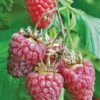 Tulameen Raspberry -Garden Supplies Sales 2024 httpraintreenursery.netpbest tulameen1