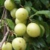 Yellow Roadside Plum