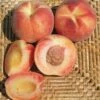 Tri Lite Peach/Plum -Garden Supplies Sales 2024 httpraintreenursery.netpc351