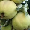 Pineapple Quince -Garden Supplies Sales 2024 httpraintreenursery.netpd086 pineapple quince