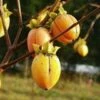 Saijo Persimmon 1 Saijo Persimmon -Garden Supplies Sales 2024 httpraintreenursery.netpd260 01