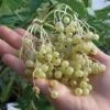 Goldbeere Elderberry -Garden Supplies Sales 2024 httpraintreenursery.netpe031goldbeere