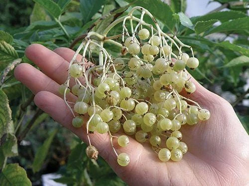 Goldbeere Elderberry 3 Goldbeere Elderberry