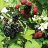 Loch Ness Thornless Blackberry -Garden Supplies Sales 2024 httpraintreenursery.netpe550 021