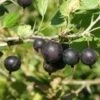 Orus 8 Goose/Currant -Garden Supplies Sales 2024 httpraintreenursery.netpe775 01