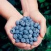 Elliott Blueberry -Garden Supplies Sales 2024 httpraintreenursery.netpelliott
