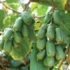 Jumbo Hardy Kiwi -Garden Supplies Sales 2024 httpraintreenursery.netph430 031