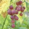 Hungarian Seedless Grape -Garden Supplies Sales 2024 httpraintreenursery.netphungarian grape2