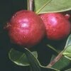 Chilean Guava -Garden Supplies Sales 2024 httpraintreenursery.netpj370 01 gigapixel standard scale 6 00x f7aebaa5 0173 44b7 bd25 672bc05c5819