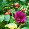 Scabrosa Rose -Garden Supplies Sales 2024 httpraintreenursery.netpl680 01