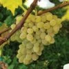 Neptune Seedless Grape 1 Neptune Seedless Grape -Garden Supplies Sales 2024 httpraintreenursery.netpneptunegrape1