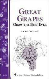 Great Grapes