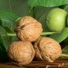Franquette Walnut -Garden Supplies Sales 2024 httpraintreenursery.netpwalnuts1