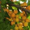 Hunza Apricot -Garden Supplies Sales 2024 hunza apricot