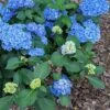 Double Down® Hydrangea -Garden Supplies Sales 2024 hydd