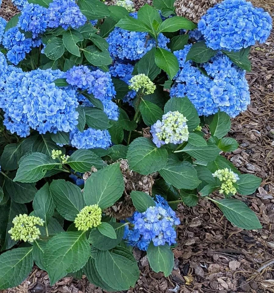 Double Down® Hydrangea 3 Double Down® Hydrangea