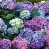 L.A. Dreamin’® Hydrangea