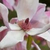 Daybreak Magnolia -Garden Supplies Sales 2024 iStock 542290630 1920x1280 1