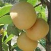 Ichiban Nashi Asian Pear -Garden Supplies Sales 2024 ichiban